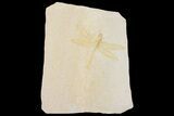 Fossil Dragonfly (Pos/Neg) - Solnhofen Limestone #169836-4
